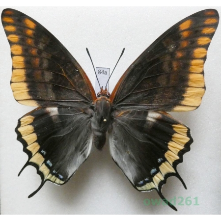 Charaxes jasius (Linnaeus, 1767) female Croatia 75mm84a